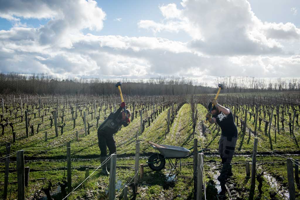 Sécaillage dans les vignes du Château de Camensac