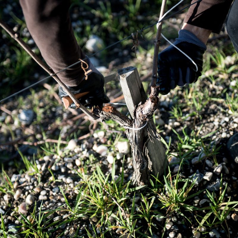 The soils of the Camensac vineyard